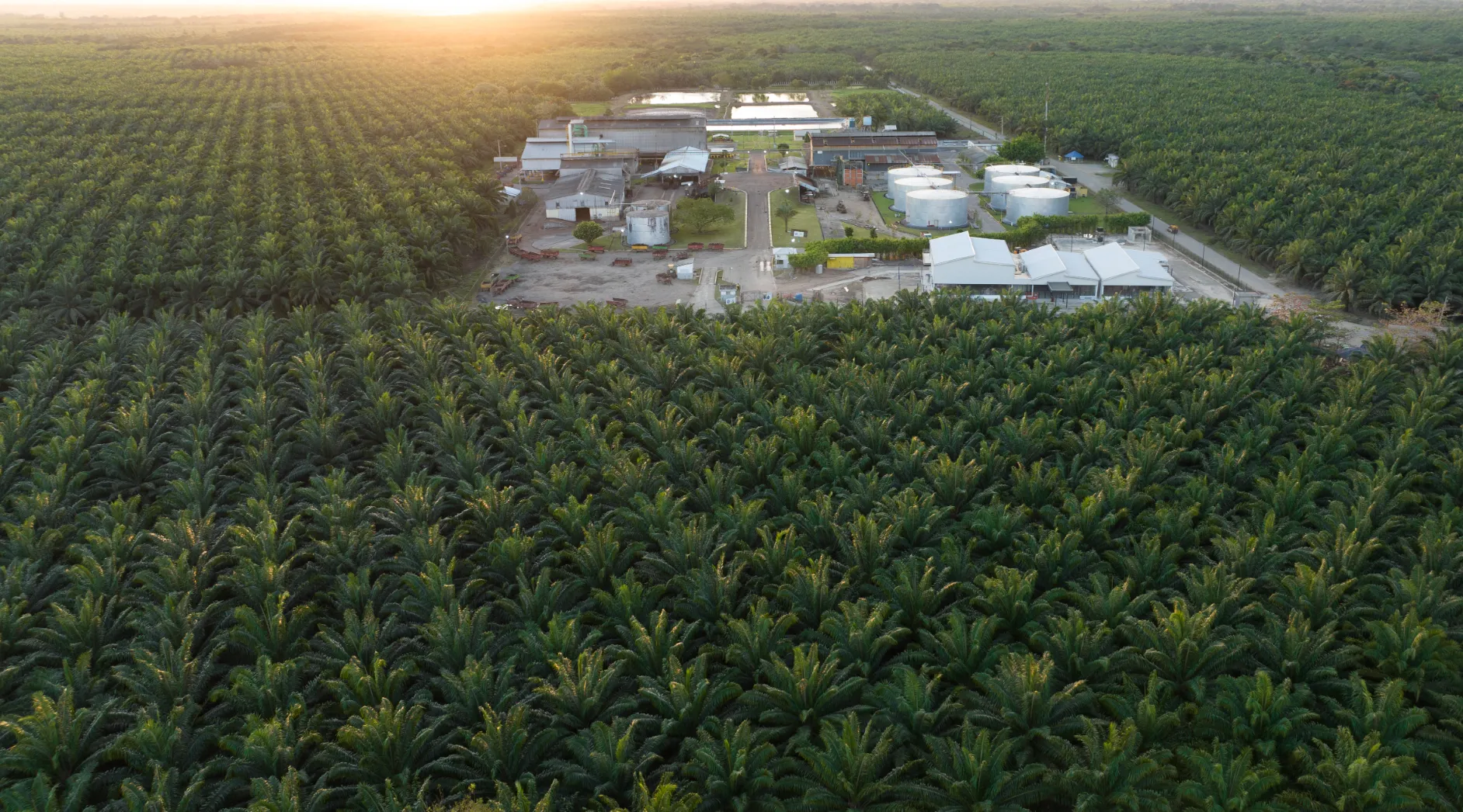 Complejo agroindustrial visto desde el drone Vista aérea con drone de complejo agroindustrial en Santo Domingo: palmeras en primer plano, instalaciones industriales con tanques blancos al fondo bajo luz dorada.